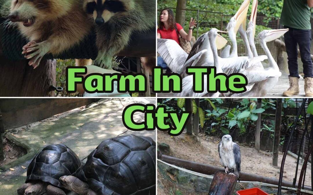 Farm In The City: #1 Ultimate Guide For A Unique Experience